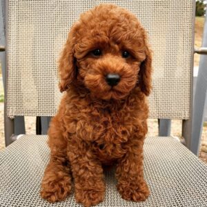 Milo