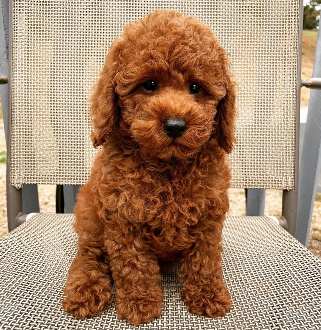 Milo