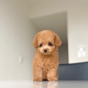 Bruno