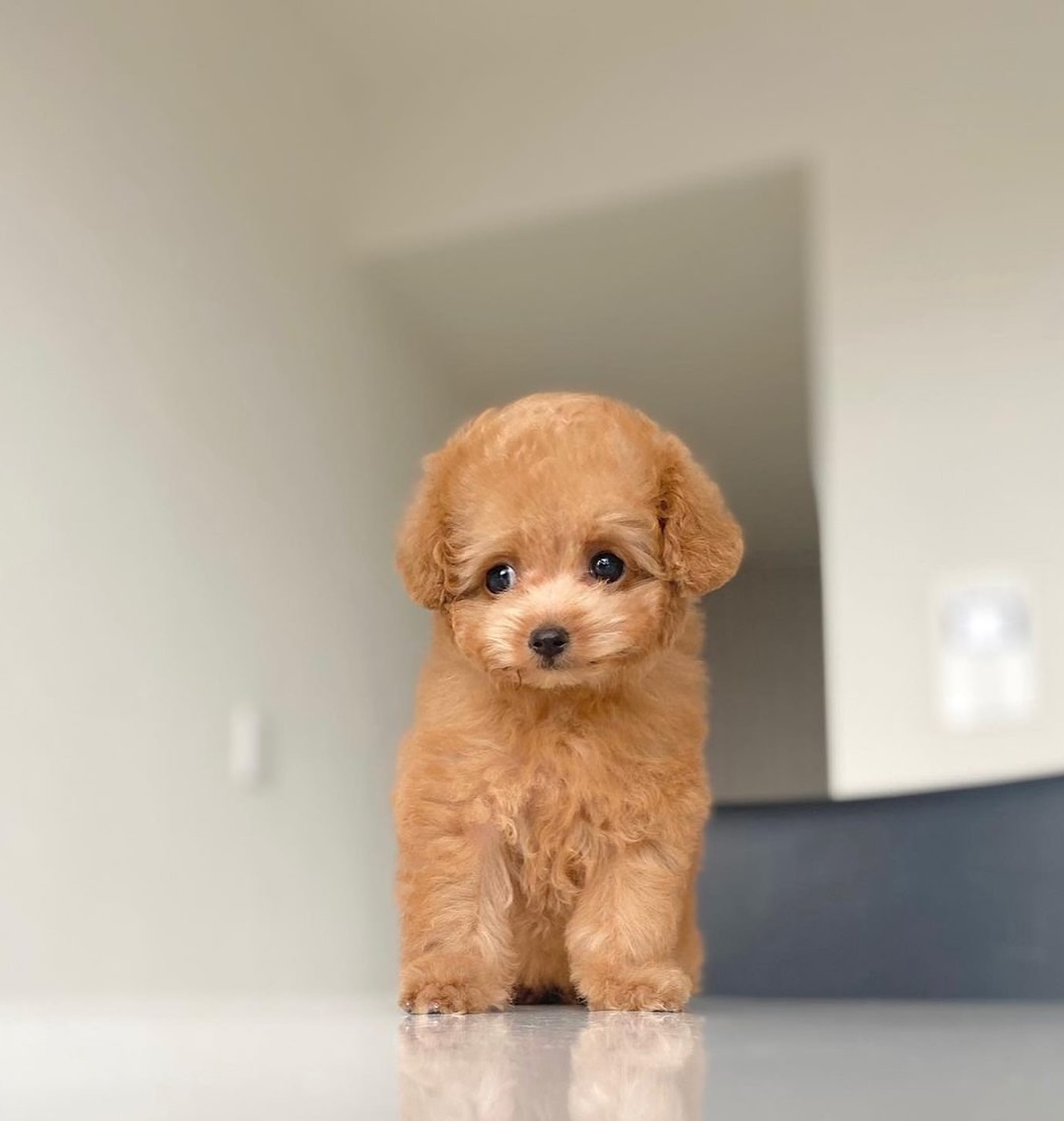 Bruno