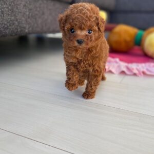 Teddy