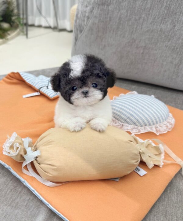 mimi