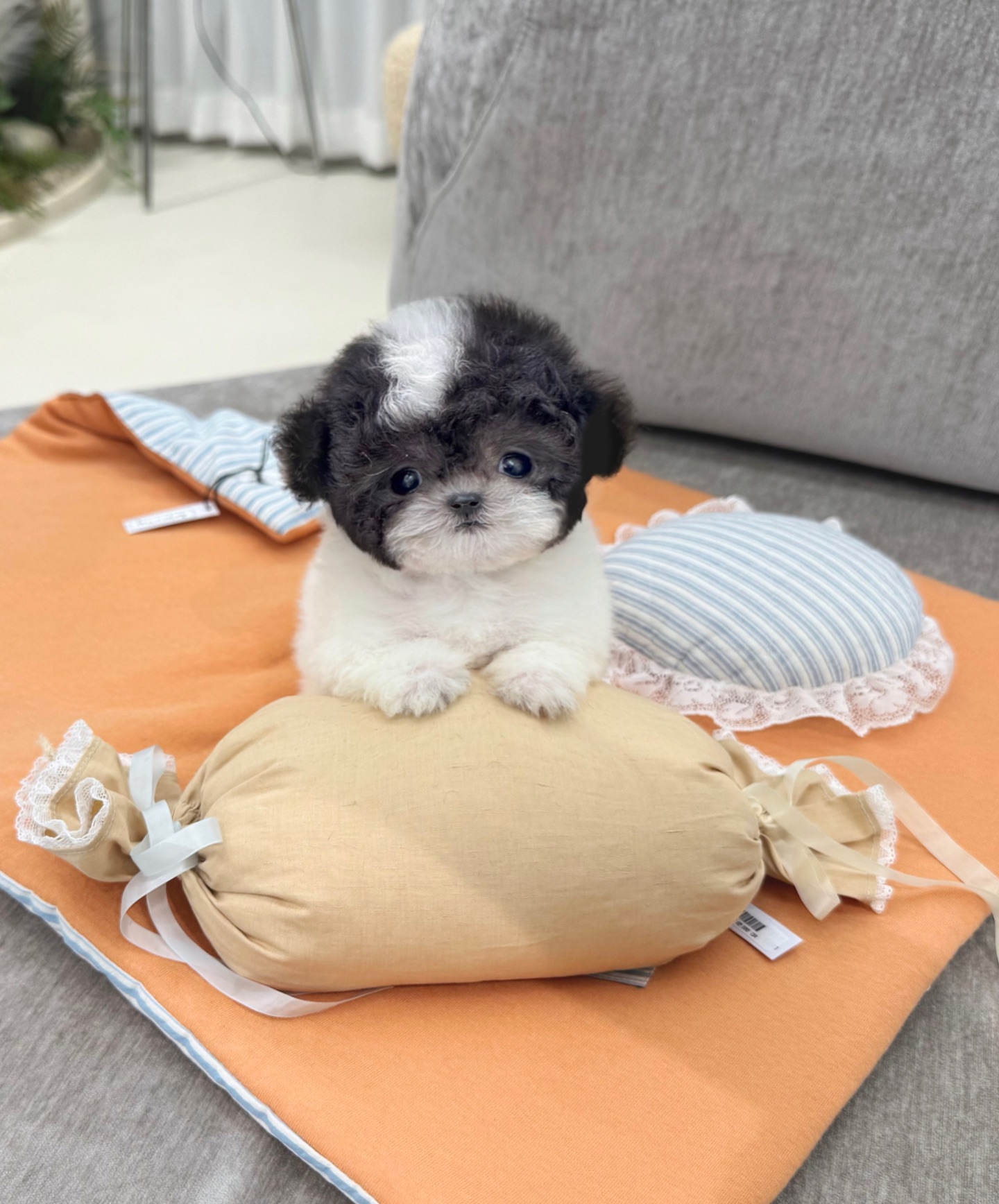 mimi